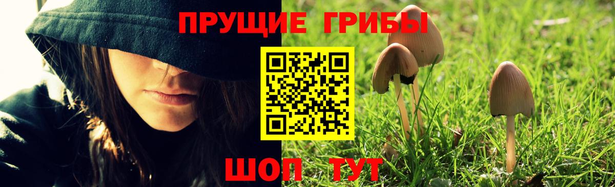 Псилоцибиновые грибы Psilocybine cubensis Якутск